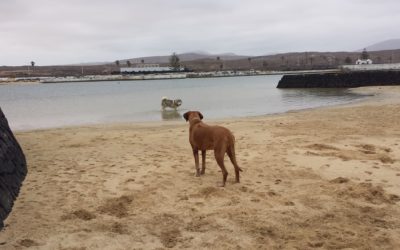 Die zweite Woche |  Dogsitting für Ridgebackhündin Kira